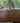 Danish Teak Desk and Chair